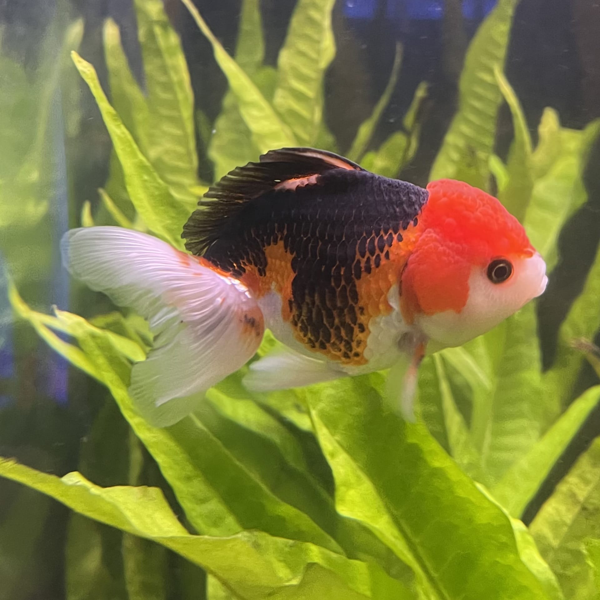the-fish-farm Goldfish 9cm Oranda - Tri Colour One Only-3 Tri Colour Oranda - The Fish Farm Australia