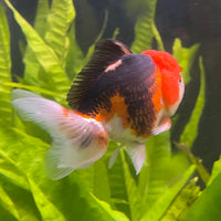 the-fish-farm Goldfish 9cm Oranda - Tri Colour One Only-3 Tri Colour Oranda - The Fish Farm Australia
