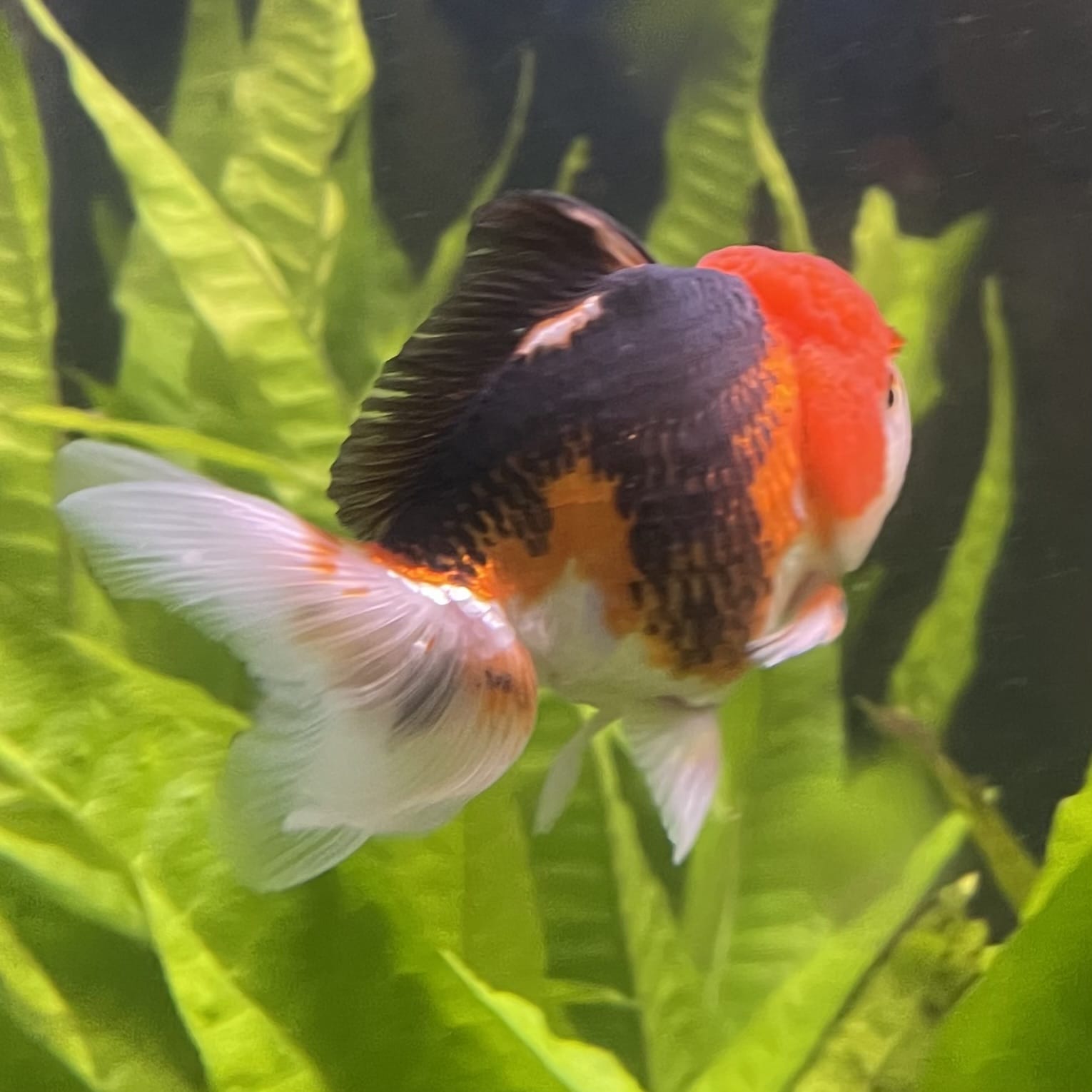 the-fish-farm Goldfish 9cm Oranda - Tri Colour One Only-3 Tri Colour Oranda - The Fish Farm Australia