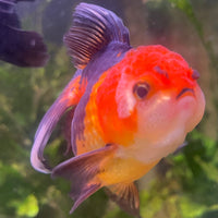the-fish-farm Goldfish 9cm Oranda - Tri Colour One Only- 4 Tri Colour Oranda - The Fish Farm Australia