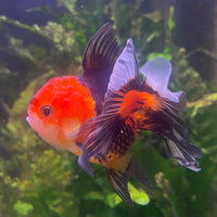 the-fish-farm Goldfish 9cm Oranda - Tri Colour One Only- 4 Tri Colour Oranda - The Fish Farm Australia