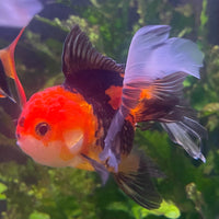 the-fish-farm Goldfish 9cm Oranda - Tri Colour One Only- 4 Tri Colour Oranda - The Fish Farm Australia