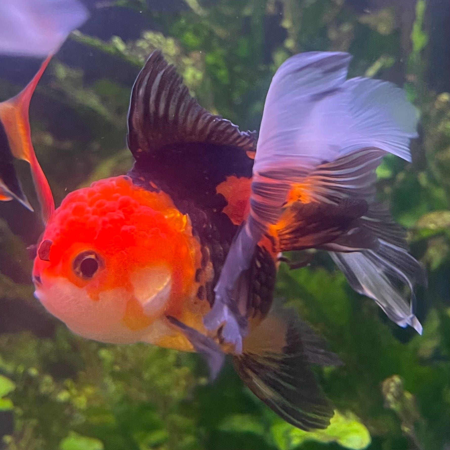 the-fish-farm Goldfish 9cm Oranda - Tri Colour One Only- 4 Tri Colour Oranda - The Fish Farm Australia