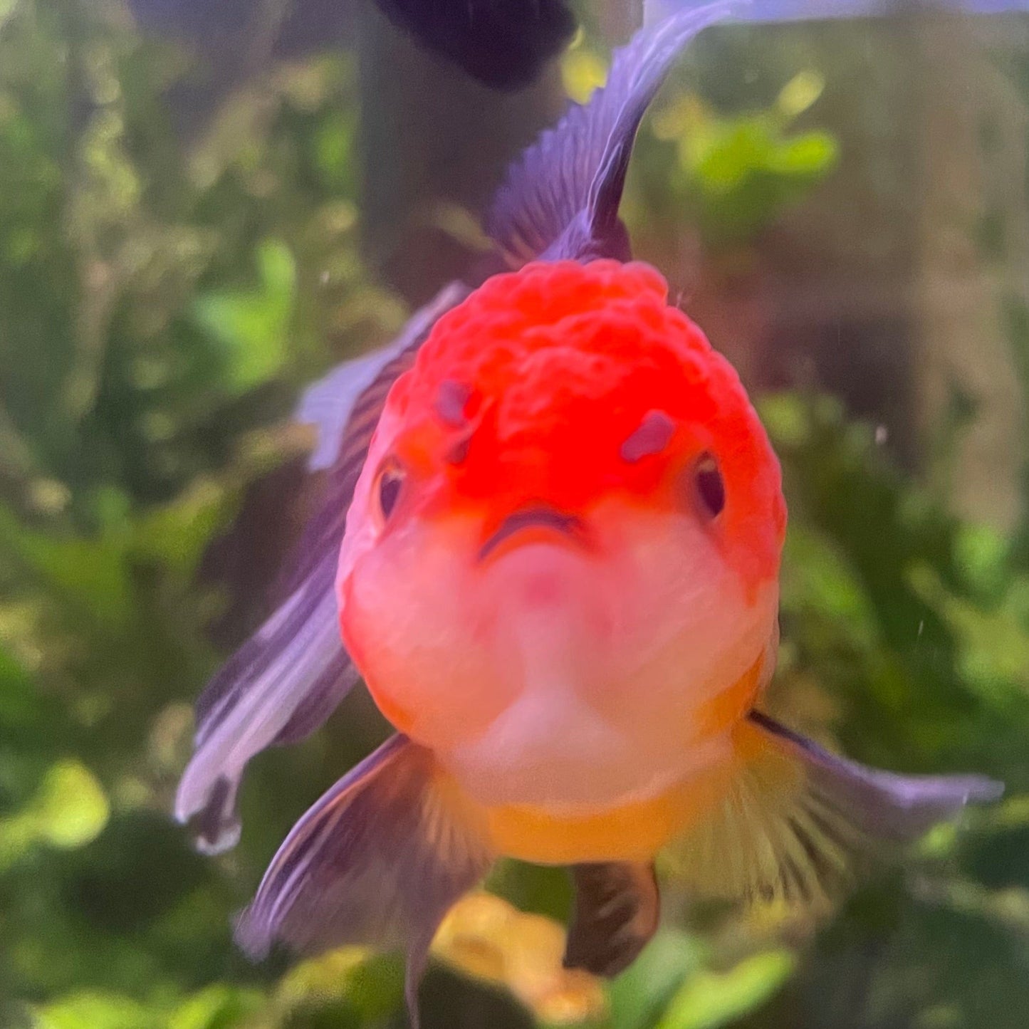 the-fish-farm Goldfish 9cm Oranda - Tri Colour One Only- 4 Tri Colour Oranda - The Fish Farm Australia