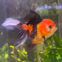 the-fish-farm Goldfish 9cm Oranda - Tri Colour One Only- 4 Tri Colour Oranda - The Fish Farm Australia