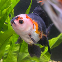the-fish-farm Goldfish 9cm Oranda - Tri Colour One Only- 4 Tri Colour Oranda - The Fish Farm Australia