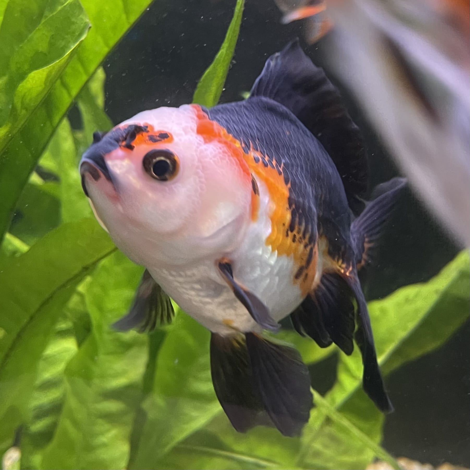 the-fish-farm Goldfish 9cm Oranda - Tri Colour One Only- 4 Tri Colour Oranda - The Fish Farm Australia