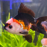 the-fish-farm Goldfish 9cm Oranda - Tri Colour One Only- 4 Tri Colour Oranda - The Fish Farm Australia