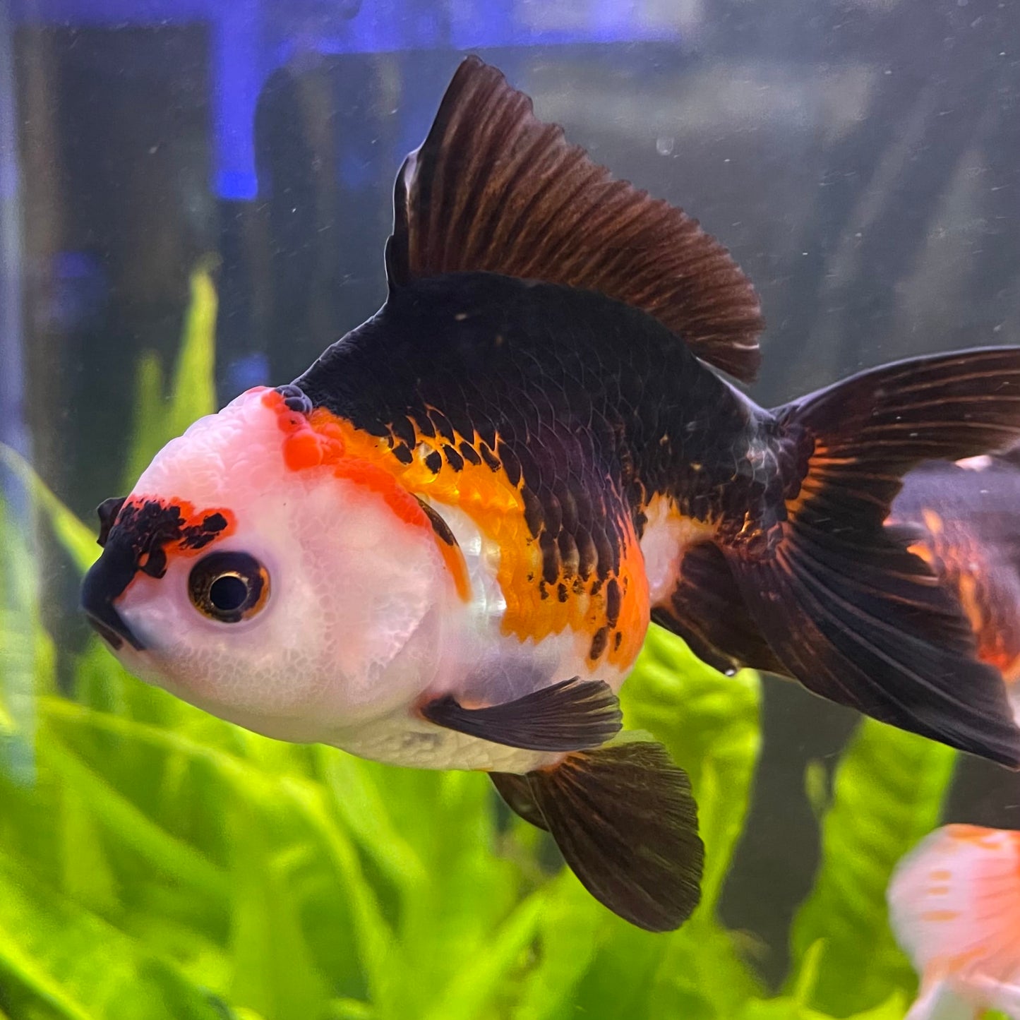 the-fish-farm Goldfish 9cm Oranda - Tri Colour One Only- 4 Tri Colour Oranda - The Fish Farm Australia