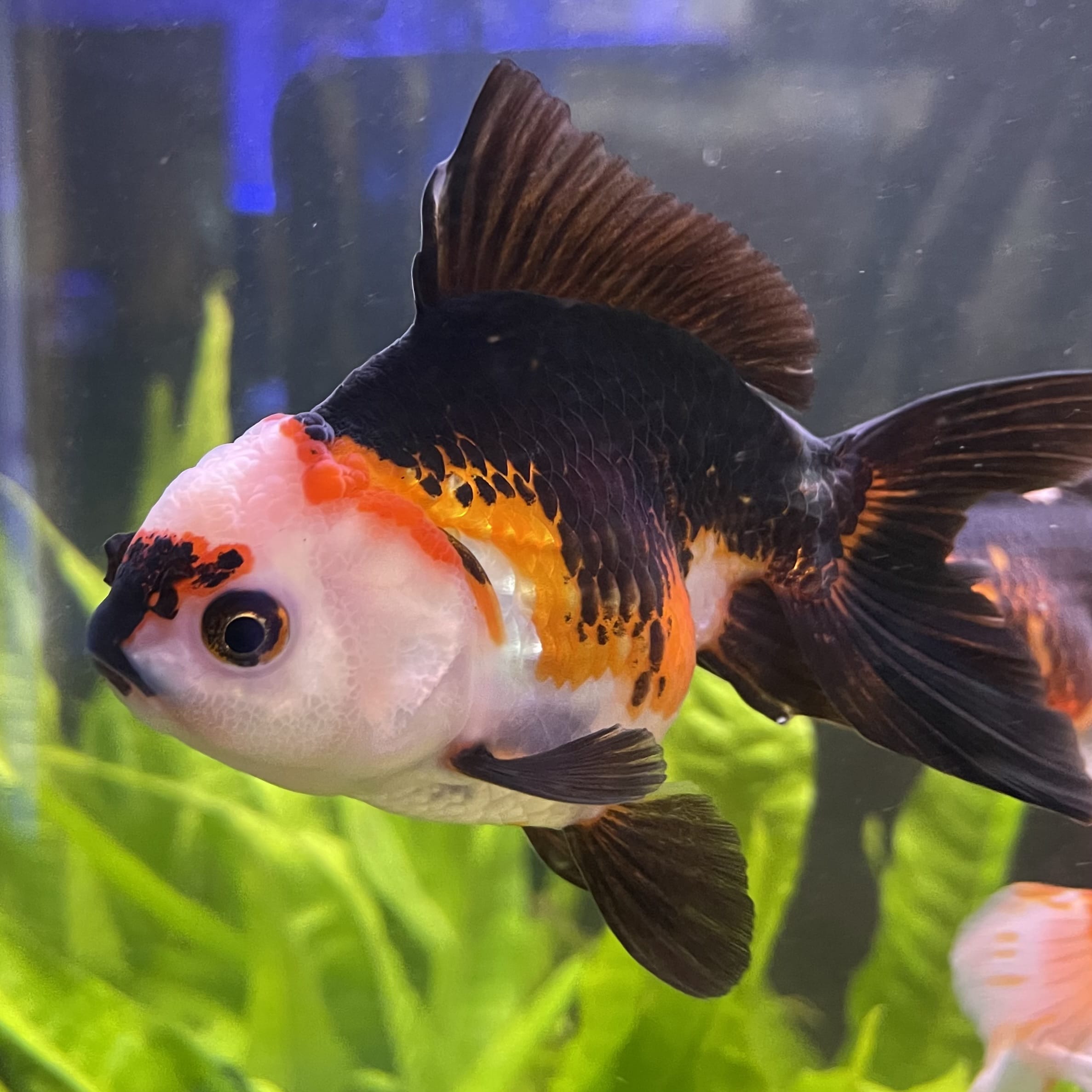 the-fish-farm Goldfish 9cm Oranda - Tri Colour One Only- 4 Tri Colour Oranda - The Fish Farm Australia