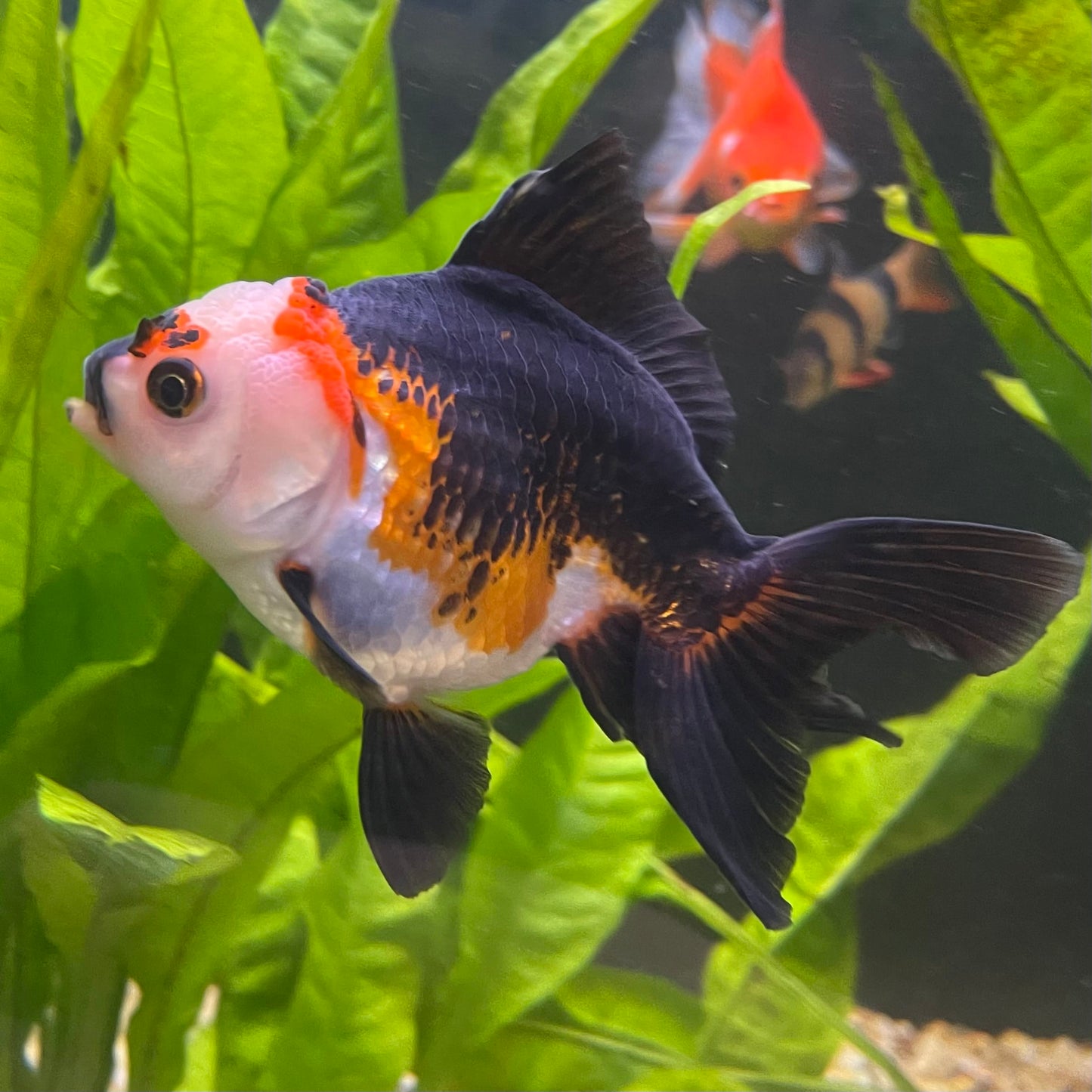 the-fish-farm Goldfish 9cm Oranda - Tri Colour One Only- 4 Tri Colour Oranda - The Fish Farm Australia