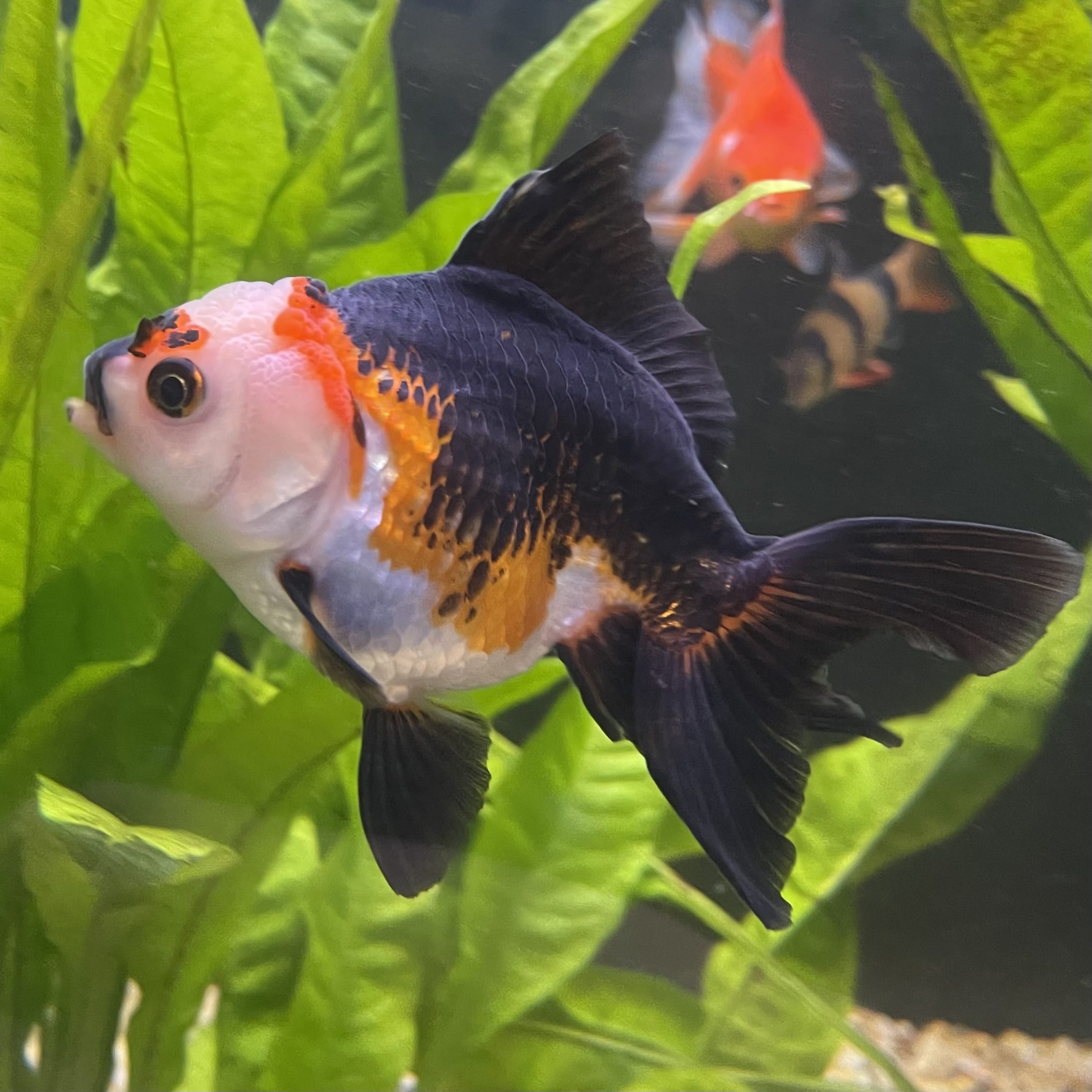 the-fish-farm Goldfish 9cm Oranda - Tri Colour One Only- 4 Tri Colour Oranda - The Fish Farm Australia