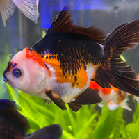 the-fish-farm Goldfish 9cm Oranda - Tri Colour One Only- 4 Tri Colour Oranda - The Fish Farm Australia