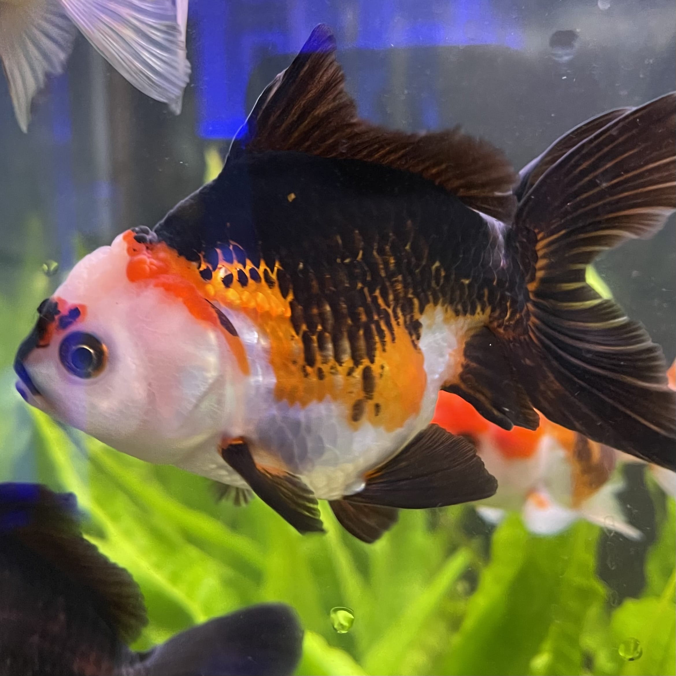 the-fish-farm Goldfish 9cm Oranda - Tri Colour One Only- 4 Tri Colour Oranda - The Fish Farm Australia