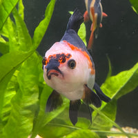 the-fish-farm Goldfish 9cm Oranda - Tri Colour One Only- 4 Tri Colour Oranda - The Fish Farm Australia