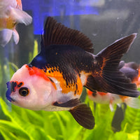 the-fish-farm Goldfish 9cm Oranda - Tri Colour One Only- 4 Tri Colour Oranda - The Fish Farm Australia