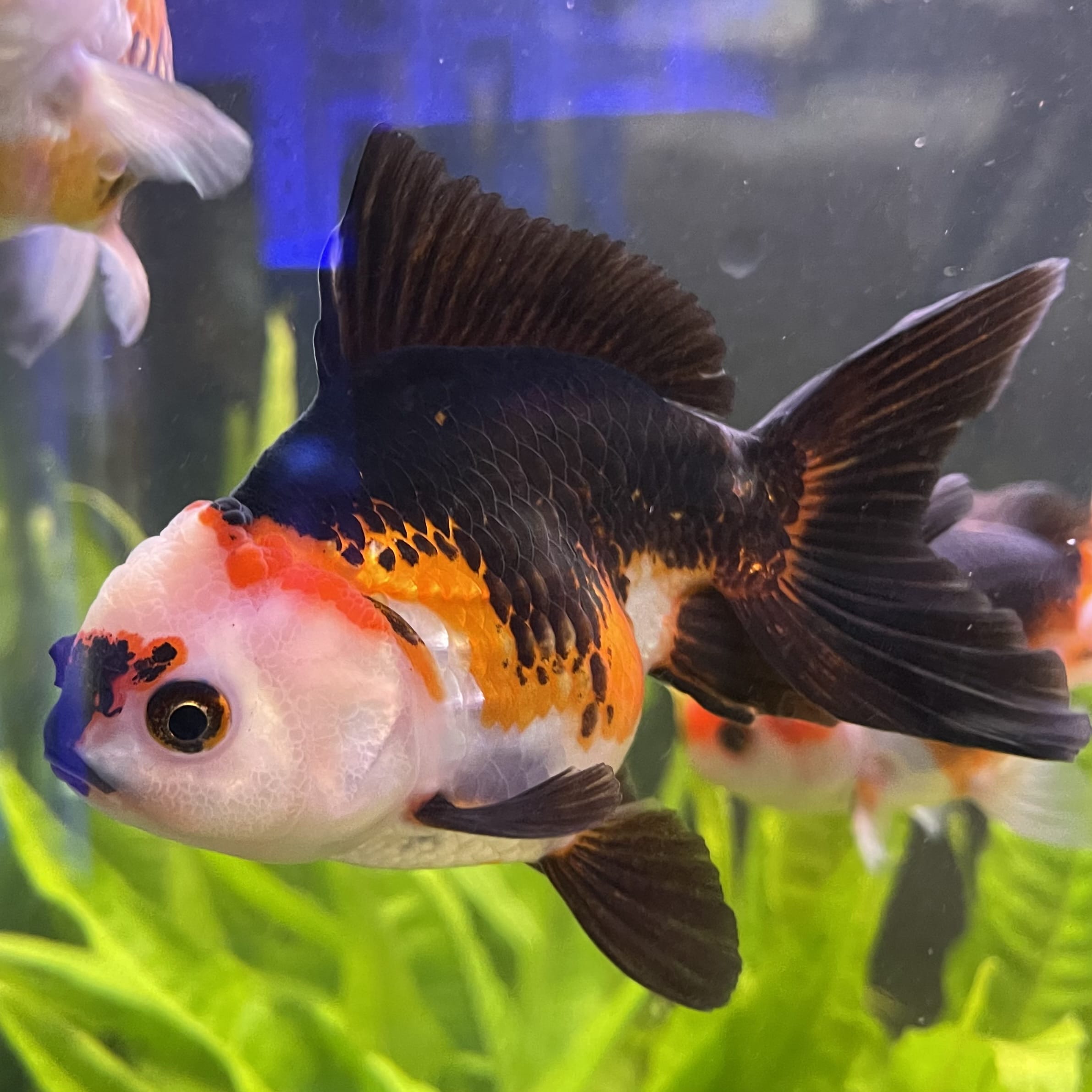 the-fish-farm Goldfish 9cm Oranda - Tri Colour One Only- 4 Tri Colour Oranda - The Fish Farm Australia