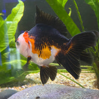 the-fish-farm Goldfish 9cm Oranda - Tri Colour One Only- 4 Tri Colour Oranda - The Fish Farm Australia