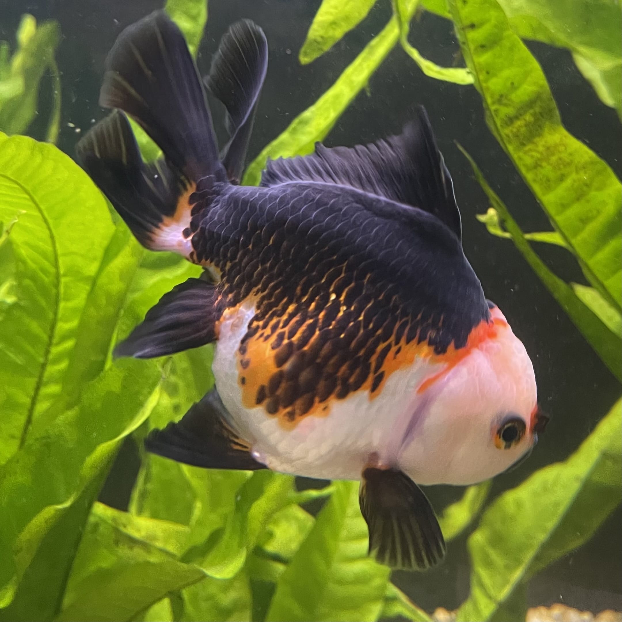the-fish-farm Goldfish 9cm Oranda - Tri Colour One Only- 4 Tri Colour Oranda - The Fish Farm Australia