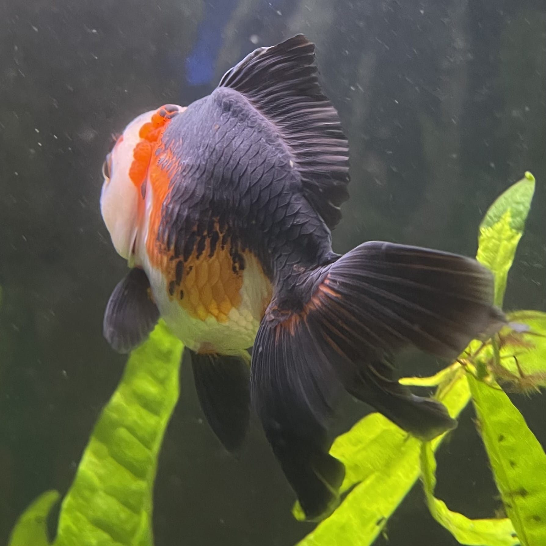 the-fish-farm Goldfish 9cm Oranda - Tri Colour One Only- 4 Tri Colour Oranda - The Fish Farm Australia