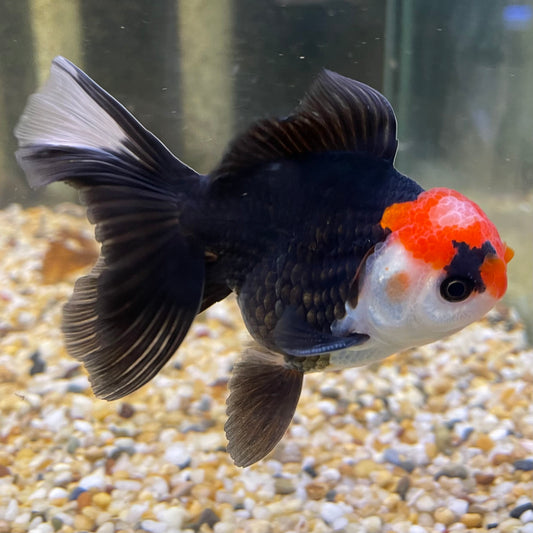 the-fish-farm Goldfish 9cm Oranda - Tri Colour One Only- 5 Tri Colour Oranda - The Fish Farm Australia