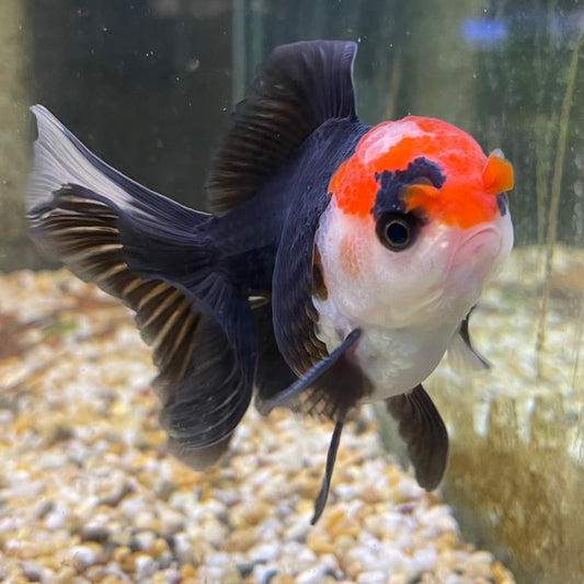the-fish-farm Goldfish 9cm Oranda - Tri Colour One Only- 5 Tri Colour Oranda - The Fish Farm Australia