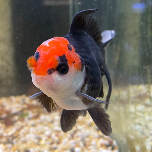 the-fish-farm Goldfish 9cm Oranda - Tri Colour One Only- 5 Tri Colour Oranda - The Fish Farm Australia