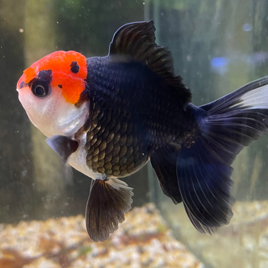 the-fish-farm Goldfish 9cm Oranda - Tri Colour One Only- 5 Tri Colour Oranda - The Fish Farm Australia