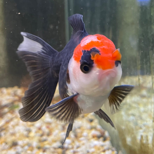 the-fish-farm Goldfish 9cm Oranda - Tri Colour One Only- 5 Tri Colour Oranda - The Fish Farm Australia