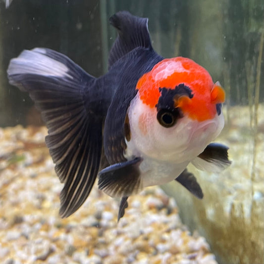 the-fish-farm Goldfish 9cm Oranda - Tri Colour One Only- 5 Tri Colour Oranda - The Fish Farm Australia