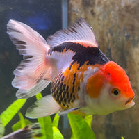 the-fish-farm Goldfish 9cm Oranda - Tri Colour One Only- 5 Tri Colour Oranda - The Fish Farm Australia