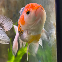 the-fish-farm Goldfish 9cm Oranda - Tri Colour One Only- 5 Tri Colour Oranda - The Fish Farm Australia