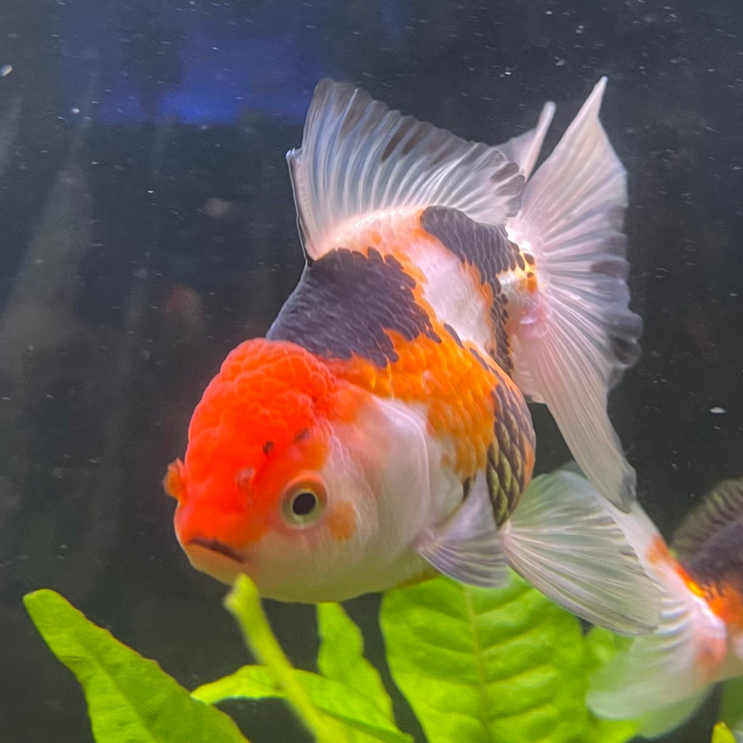 the-fish-farm Goldfish 9cm Oranda - Tri Colour One Only- 5 Tri Colour Oranda - The Fish Farm Australia