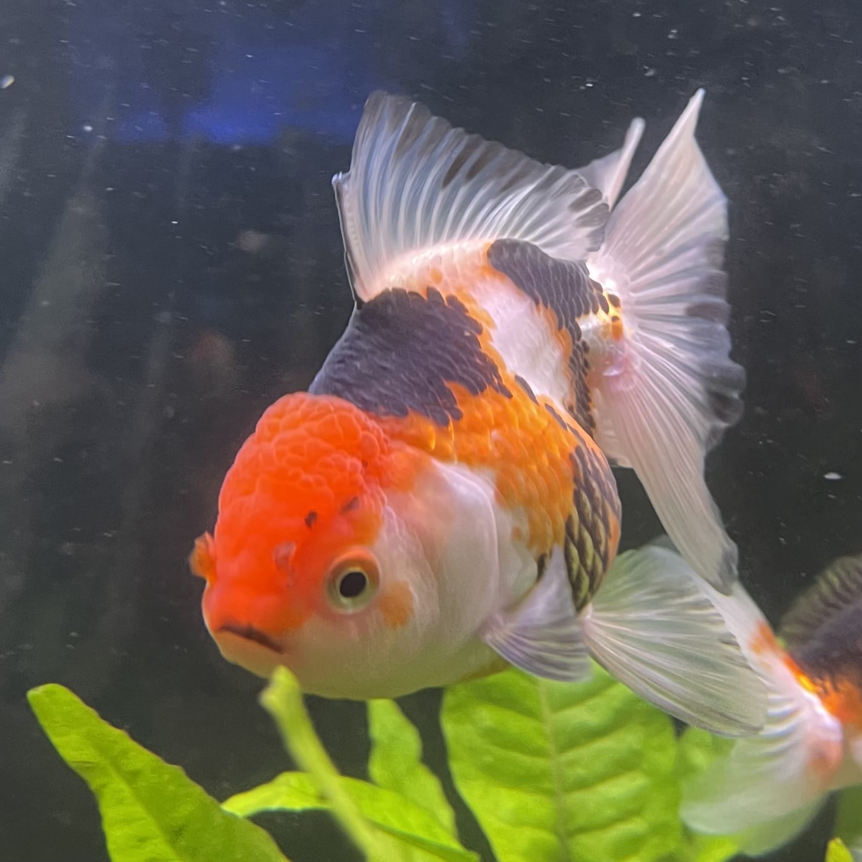 the-fish-farm Goldfish 9cm Oranda - Tri Colour One Only- 5 Tri Colour Oranda - The Fish Farm Australia