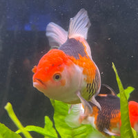 the-fish-farm Goldfish 9cm Oranda - Tri Colour One Only- 5 Tri Colour Oranda - The Fish Farm Australia