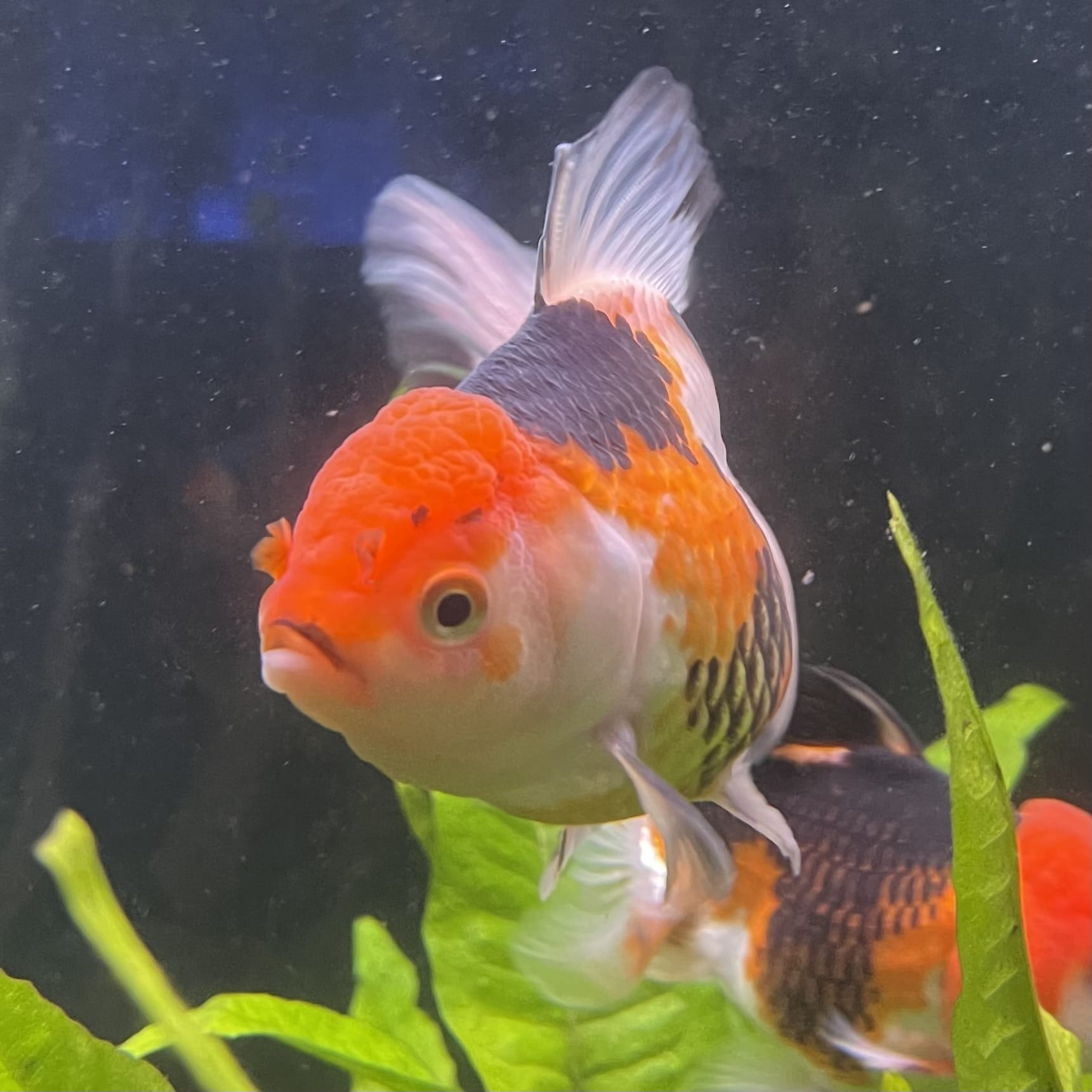 the-fish-farm Goldfish 9cm Oranda - Tri Colour One Only- 5 Tri Colour Oranda - The Fish Farm Australia