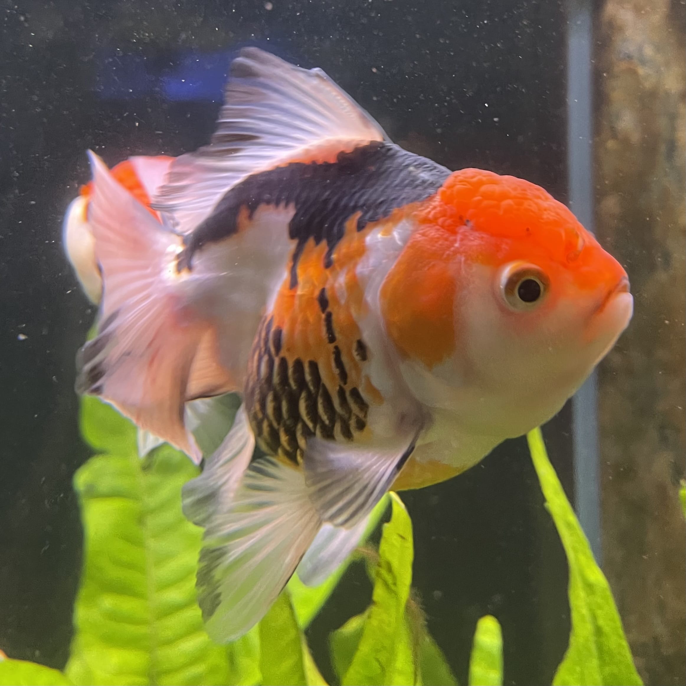 the-fish-farm Goldfish 9cm Oranda - Tri Colour One Only- 5 Tri Colour Oranda - The Fish Farm Australia