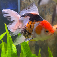the-fish-farm Goldfish 9cm Oranda - Tri Colour One Only- 5 Tri Colour Oranda - The Fish Farm Australia