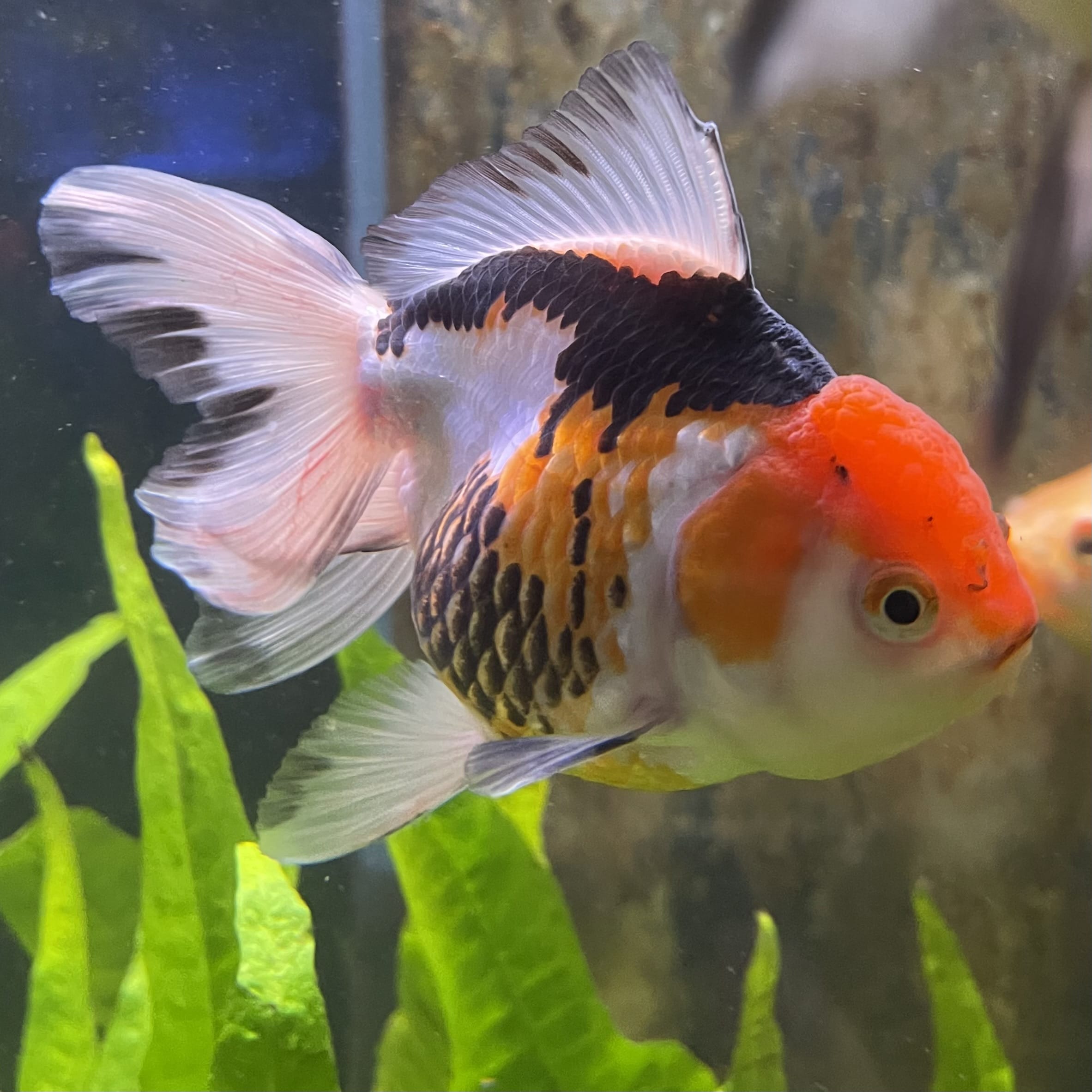 the-fish-farm Goldfish 9cm Oranda - Tri Colour One Only- 5 Tri Colour Oranda - The Fish Farm Australia