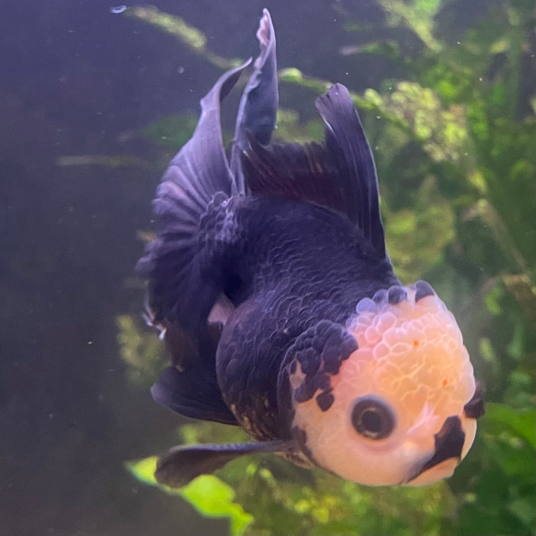 the-fish-farm Goldfish 9cm Oranda - Tri Colour One Only- 6 Tri Colour Oranda - The Fish Farm Australia