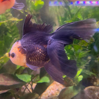 the-fish-farm Goldfish 9cm Oranda - Tri Colour One Only- 6 Tri Colour Oranda - The Fish Farm Australia