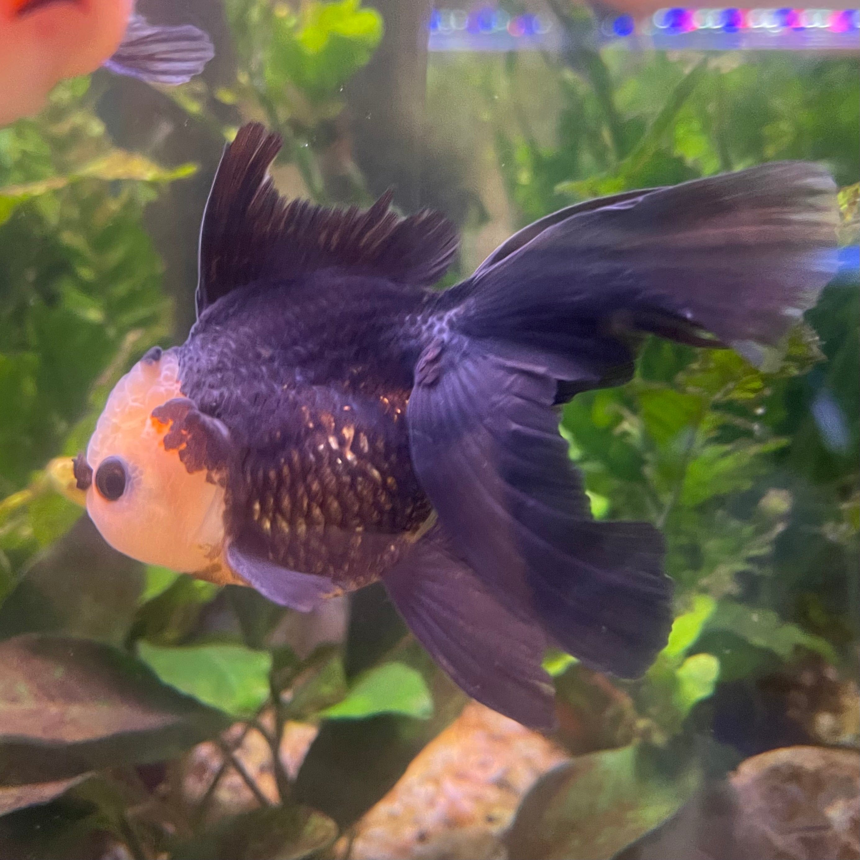 the-fish-farm Goldfish 9cm Oranda - Tri Colour One Only- 6 Tri Colour Oranda - The Fish Farm Australia