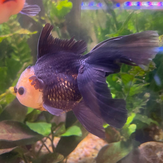 the-fish-farm Goldfish 9cm Oranda - Tri Colour One Only- 6 Tri Colour Oranda - The Fish Farm Australia
