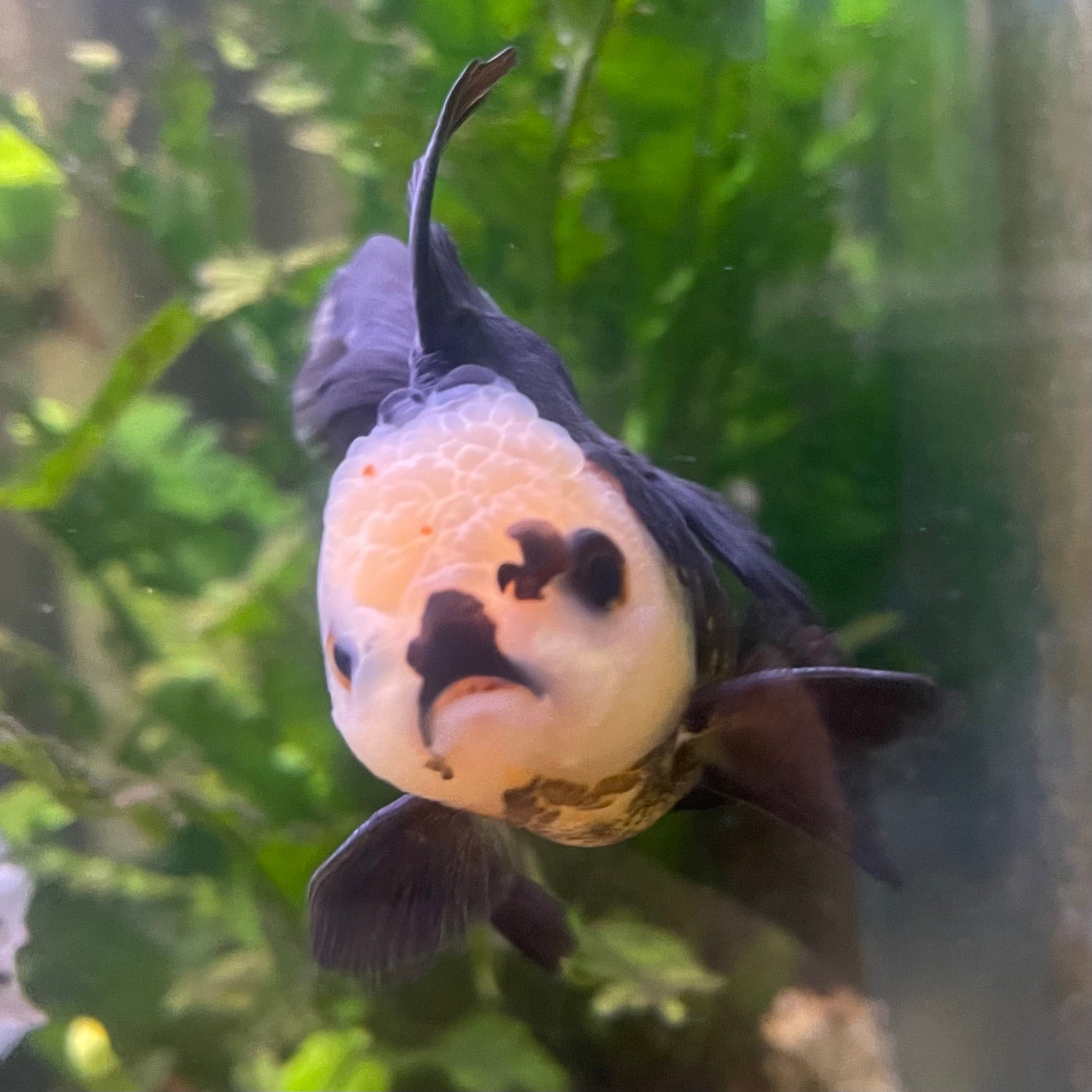 the-fish-farm Goldfish 9cm Oranda - Tri Colour One Only- 6 Tri Colour Oranda - The Fish Farm Australia