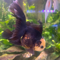 the-fish-farm Goldfish 9cm Oranda - Tri Colour One Only- 6 Tri Colour Oranda - The Fish Farm Australia