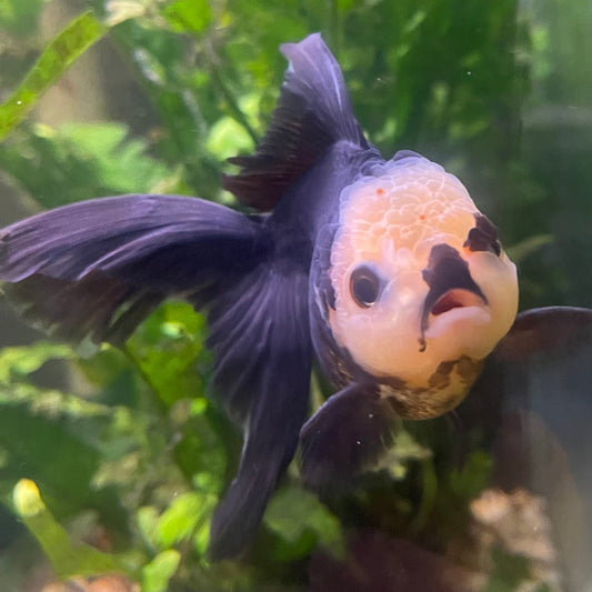 the-fish-farm Goldfish 9cm Oranda - Tri Colour One Only- 6 Tri Colour Oranda - The Fish Farm Australia