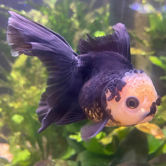 the-fish-farm Goldfish 9cm Oranda - Tri Colour One Only- 6 Tri Colour Oranda - The Fish Farm Australia