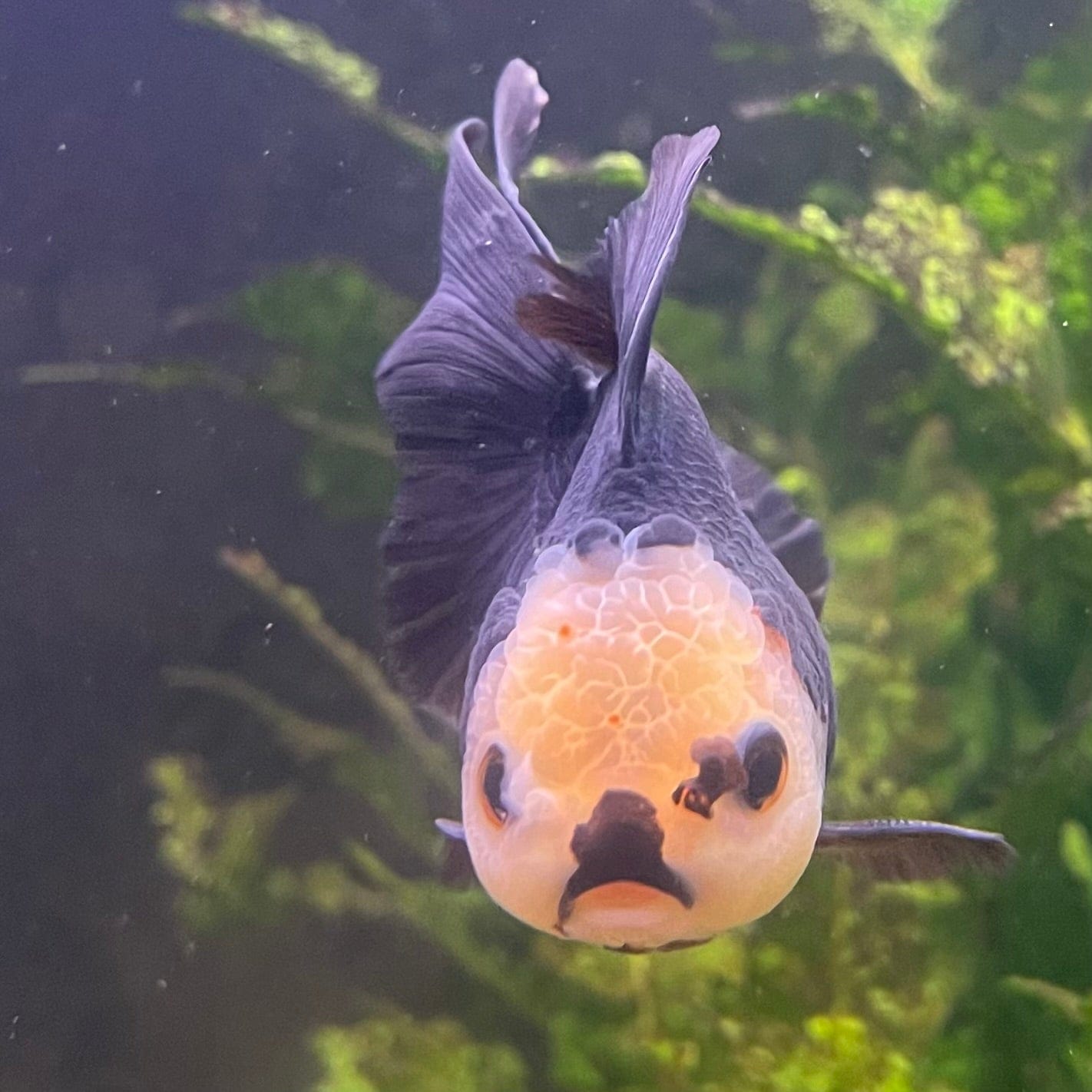 the-fish-farm Goldfish 9cm Oranda - Tri Colour One Only- 6 Tri Colour Oranda - The Fish Farm Australia