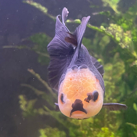 the-fish-farm Goldfish 9cm Oranda - Tri Colour One Only- 6 Tri Colour Oranda - The Fish Farm Australia