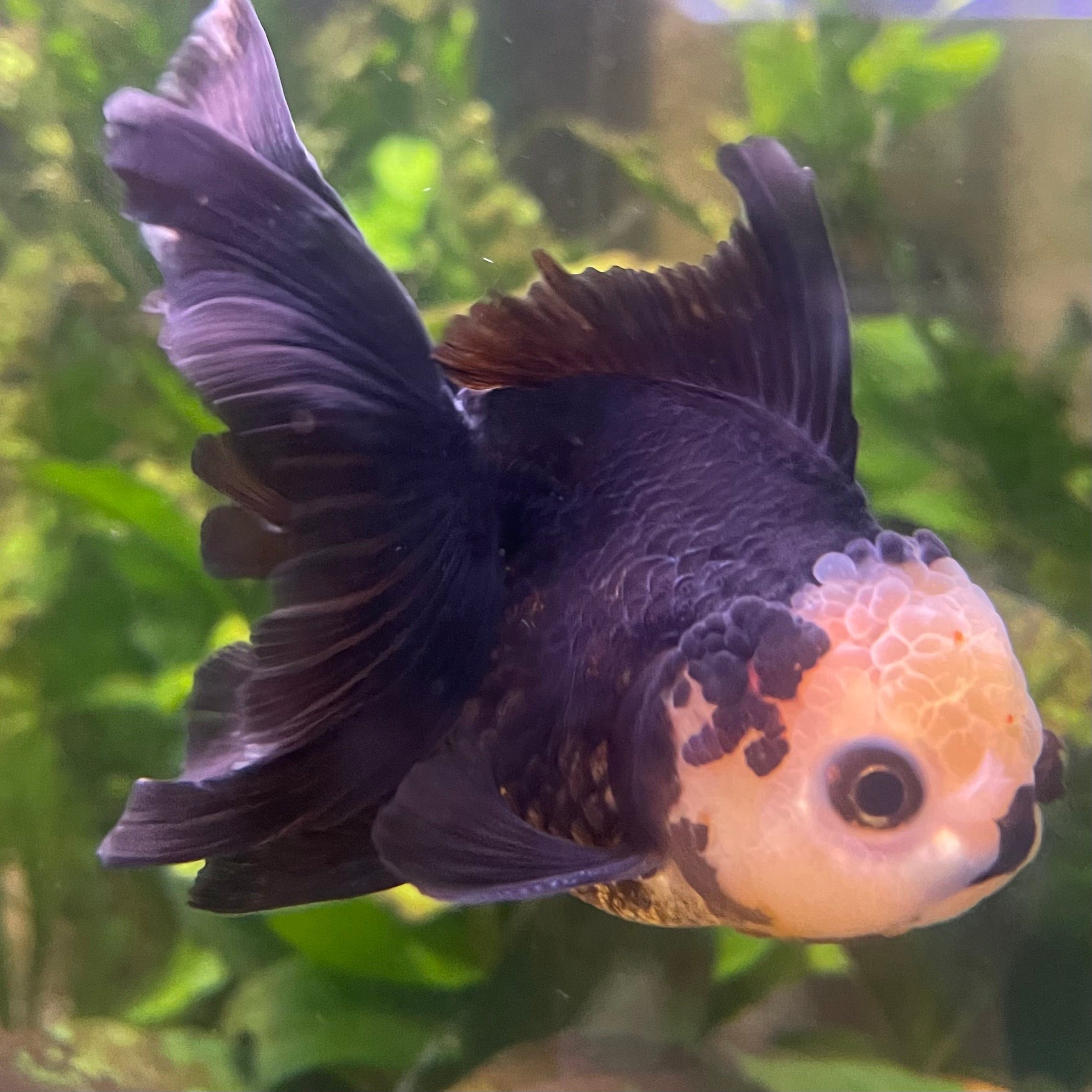 the-fish-farm Goldfish 9cm Oranda - Tri Colour One Only- 6 Tri Colour Oranda - The Fish Farm Australia